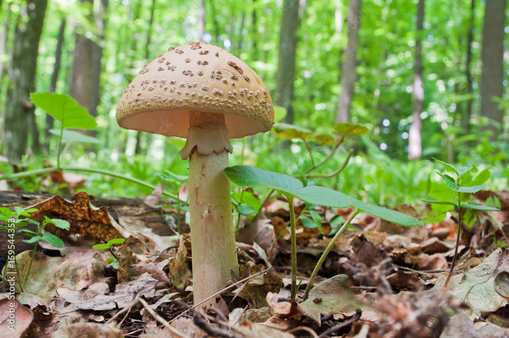 Edible Blusher fungi (Amanita rubescens) Edible Blusher fungi (Amanita rubescens)