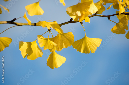 Autumn yellow ginkgo leafs