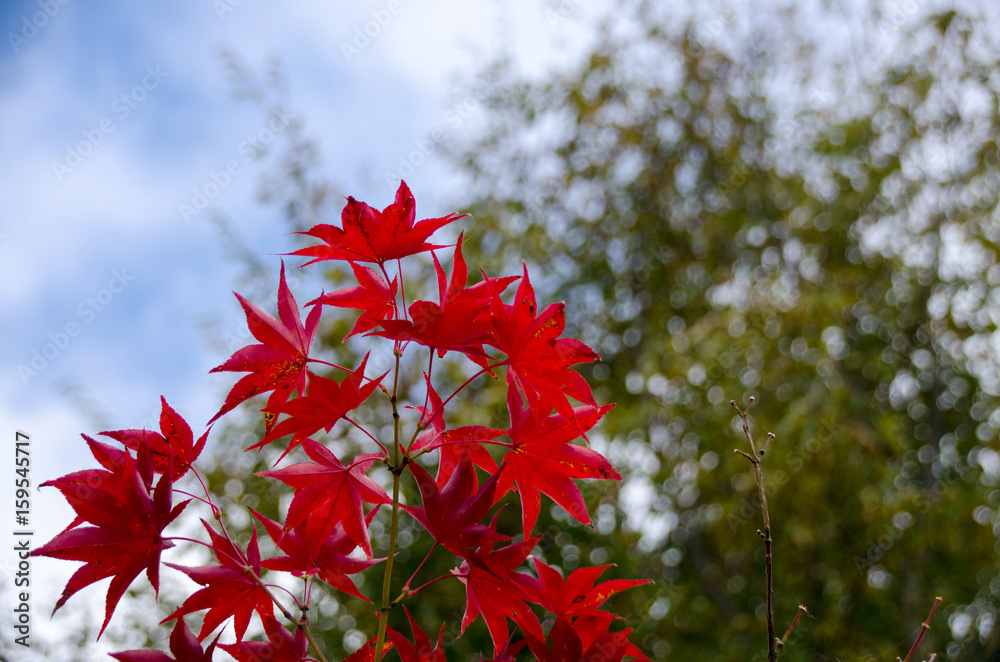 Red maple leaf, maple tree blurred background Red maple leaf, maple tree blurred background
