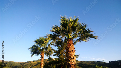 Fototapeta Naklejka Na Ścianę i Meble -  Several large palm trees on blue sky background at sunset