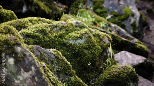 Green moss on stones