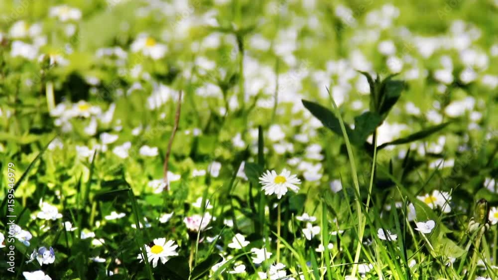white blossoming camomiles in the forest white blossoming camomiles in the forest
