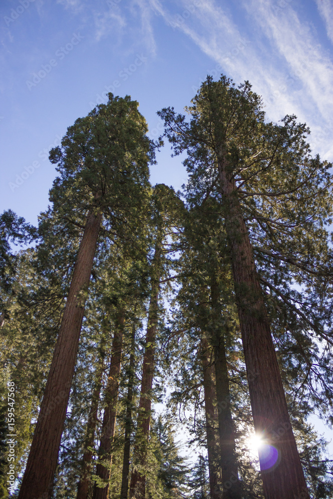 Fototapeta premium Photo of ancient sequoias against blue sky, Mariposa Grove, Yosemite, CA