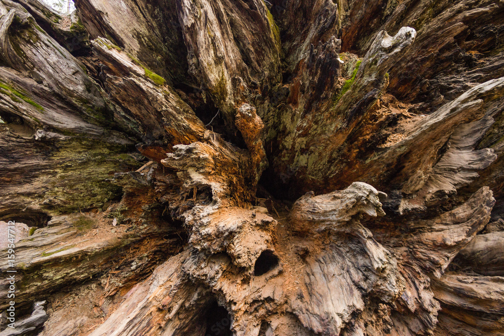 Photo of inside view of fallen sequoia tree trunk