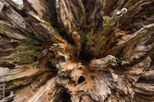 Photo of inside view of fallen sequoia tree trunk