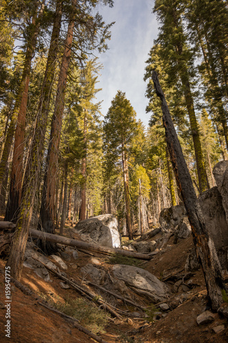 Photo of ancient sequoias in rocky valley, Mariposa Grove, Yosemite, CA