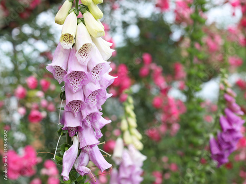 Fototapeta Naklejka Na Ścianę i Meble -  Lush flowering lilac foxglove in the summer garden.
