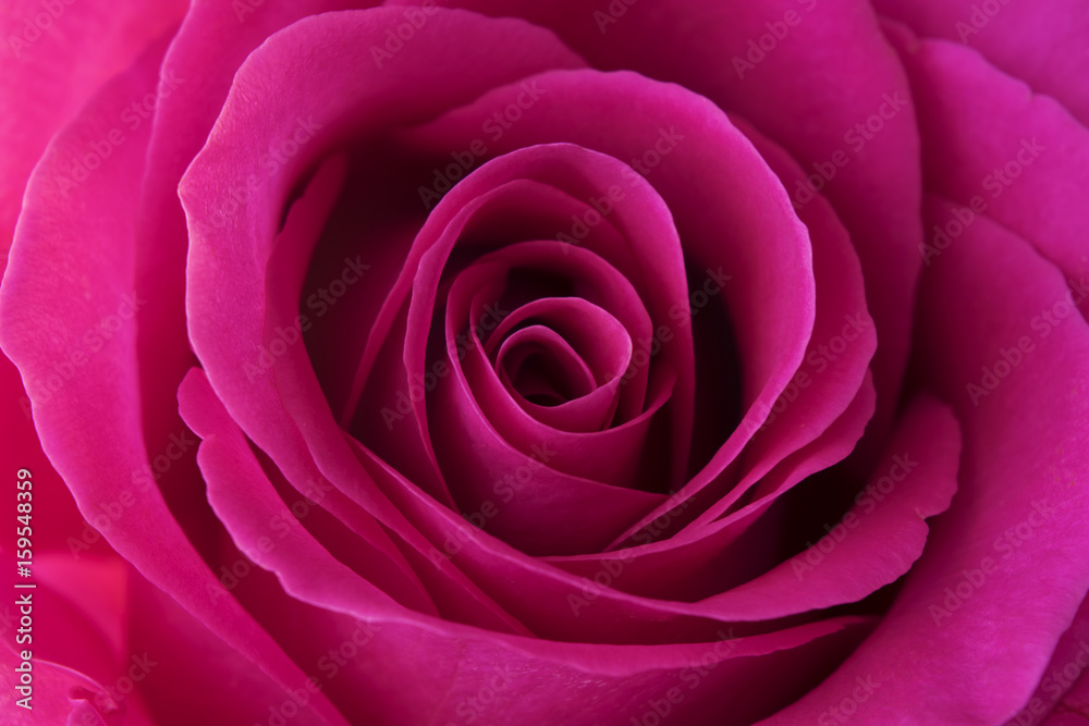 Lilac rose flower in macro background. Texture for floral designers. Lilac rose flower in macro background. Texture for floral designers.