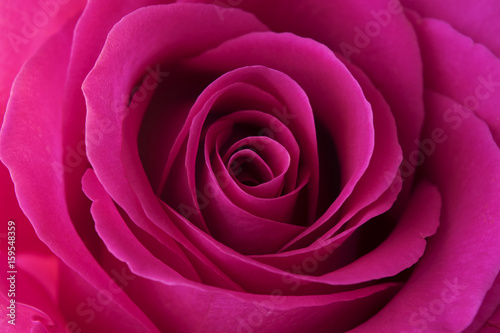 Lilac rose flower in macro background. Texture for floral designers.