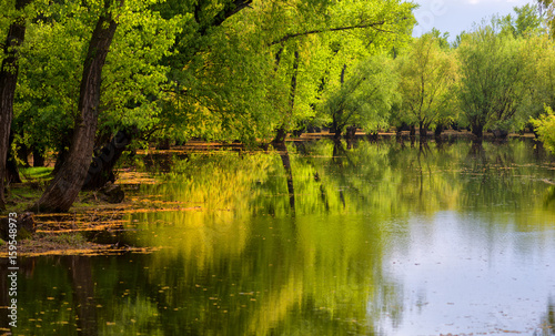 Fototapeta Naklejka Na Ścianę i Meble -  river landscape near the trees
