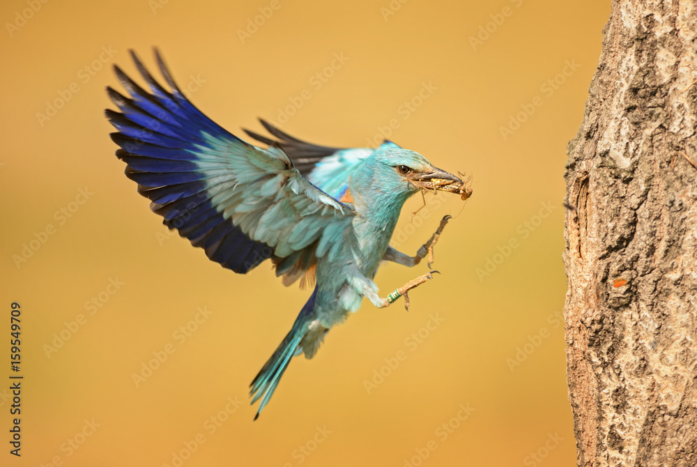 Obraz premium European Roller landing to nest