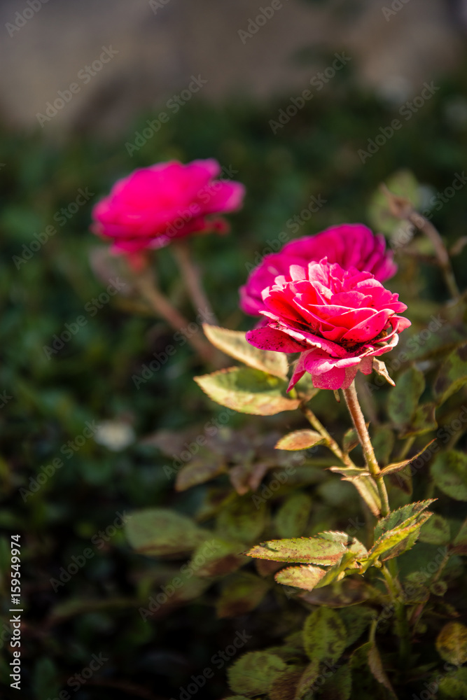 Wild pink roses.