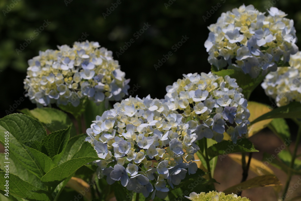 白色の紫陽花