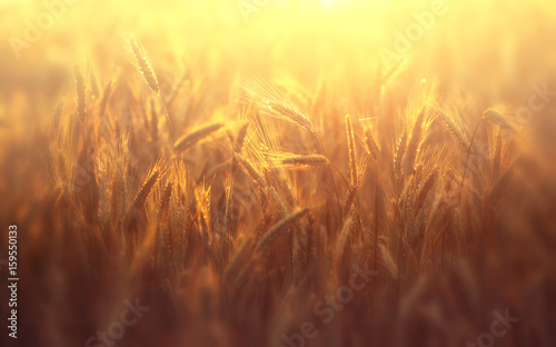 Golden ears of ripe rye in the sun at dawn or sunset with a soft focus and blurred soft background.