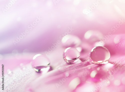 Abstract natural background with beautiful water drops on a pink and lilac petal peony close-up macro. Gentle soft elegant airy artistic image with soft focus.