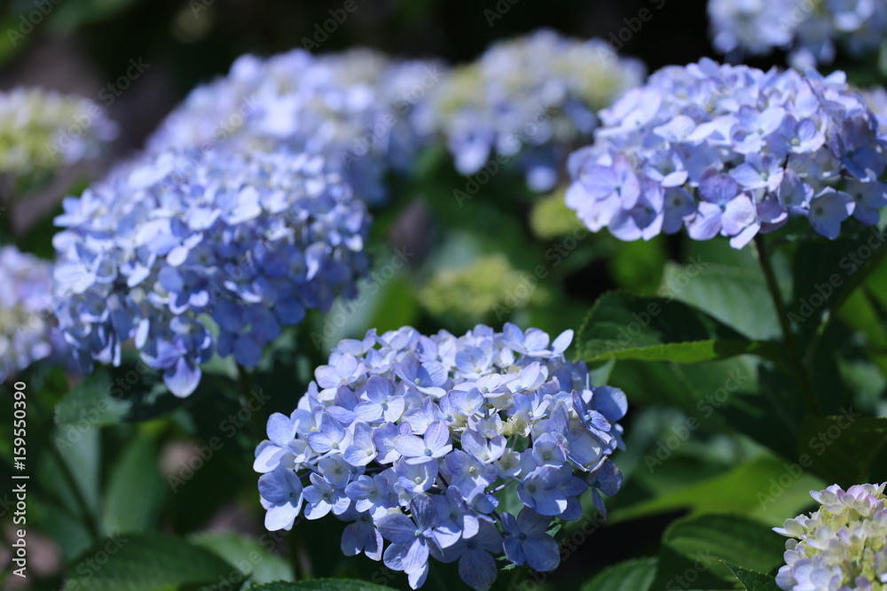 紫色の紫陽花