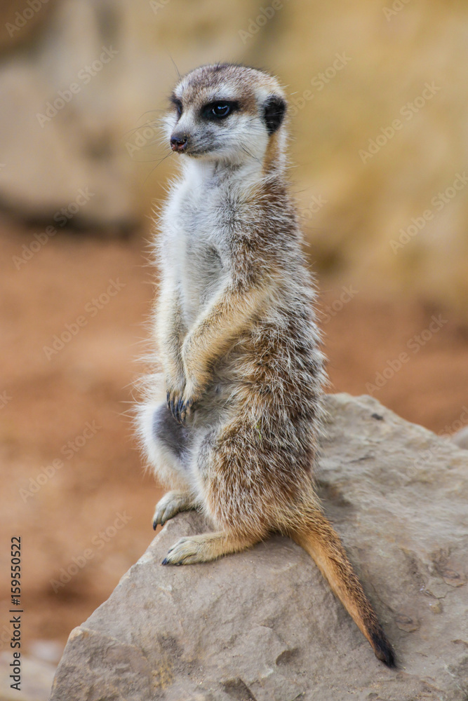 Fototapeta premium Lovely meerkat is protecting his own territory, vertical frame