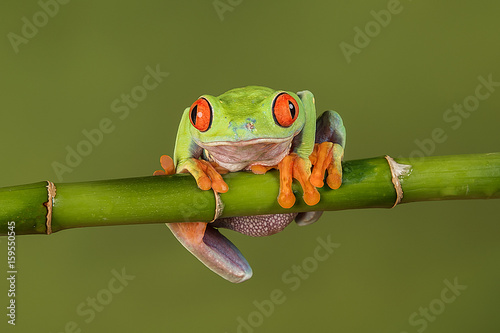 A close up portrait of a red eyed tree frog hanging on to a bamboo shoot looking forward and about to fall