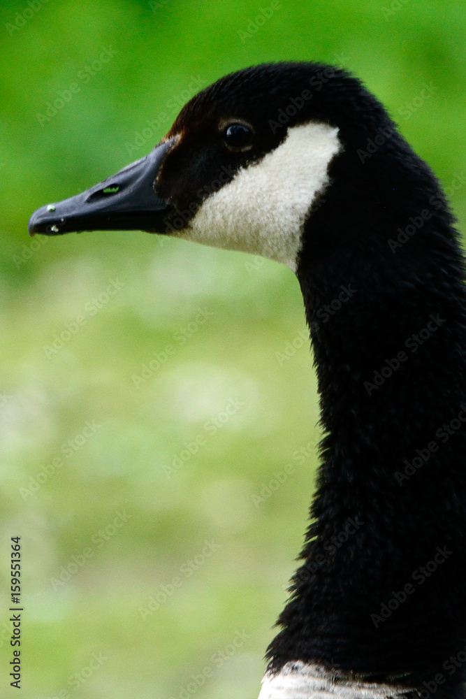 Canadian goose at Duddingston Loch, Scotland Canadian goose at Duddingston Loch, Scotland