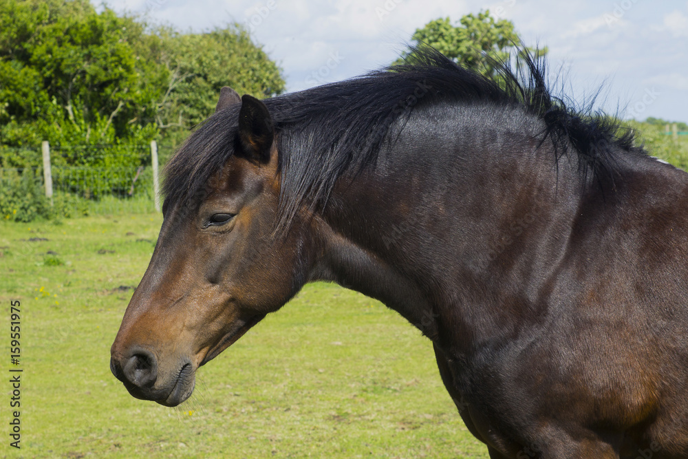 Obraz premium A close up of a beautiful young horses brown head and mane as it stands in a field on a bright sunny day