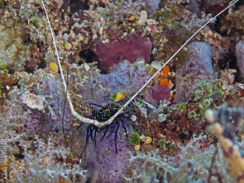 Lobster, Languste (Panulirus versicolor)