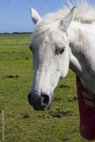 A close up of a beautiful young horses grey head and mane as it  stands in a field on a bright sunny day