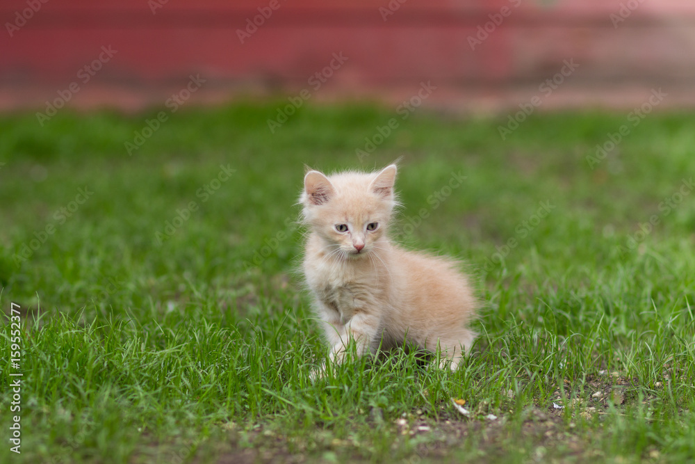 Red kitten playing in green grass