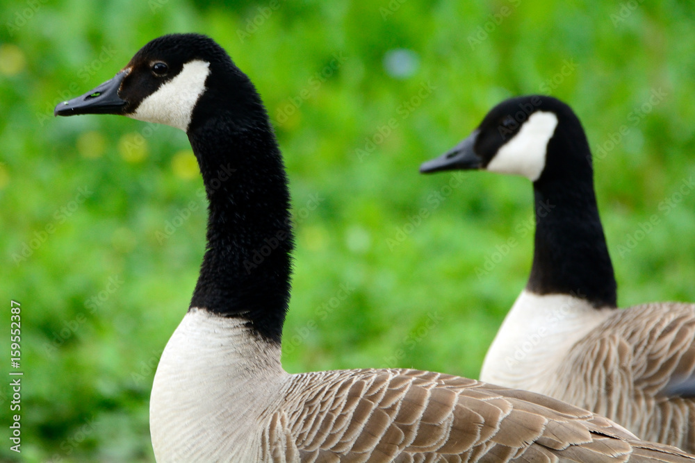 Canadian geese at Duddingston Loch, Scotland Canadian geese at Duddingston Loch, Scotland