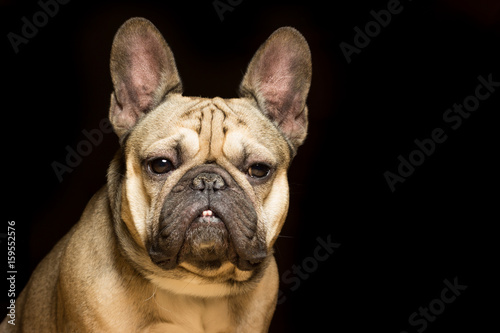 French bulldog of fawn color, black background © fast_9
