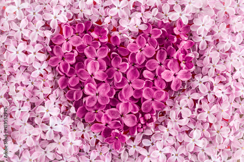 Fototapeta Naklejka Na Ścianę i Meble -  Heart shape created from pink lilac flowers.