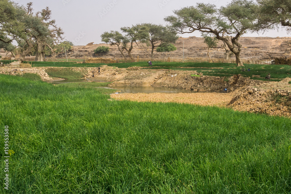 Onion farms near Bandiagara escarpment, Dogon Country, Mali