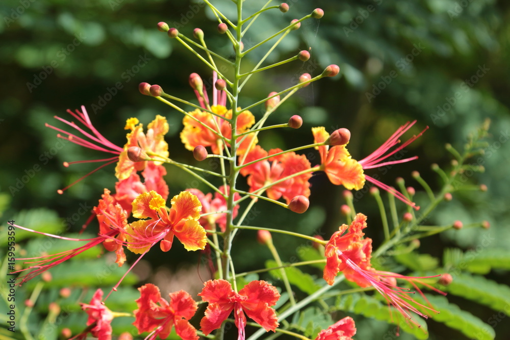 Dwarf Poinciana is a beautiful flower.