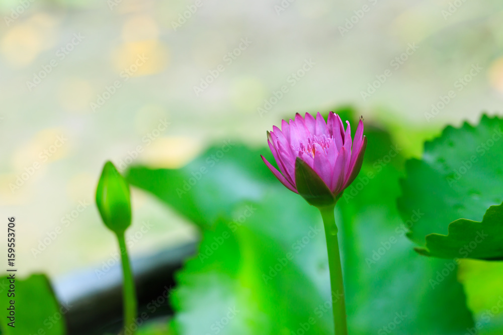 blooming lotus flower