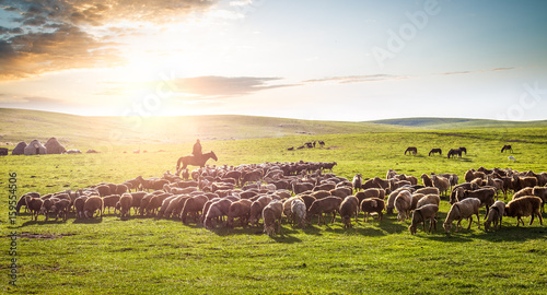 Fotografía A flock of sheep on the grassland.