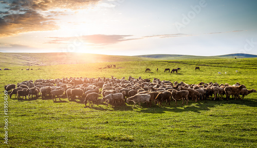 A flock of sheep on the grassland.