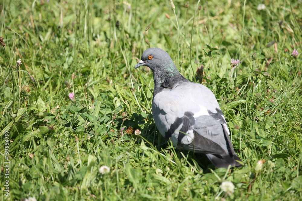 Fototapeta premium Le pigeon dans l'herbe