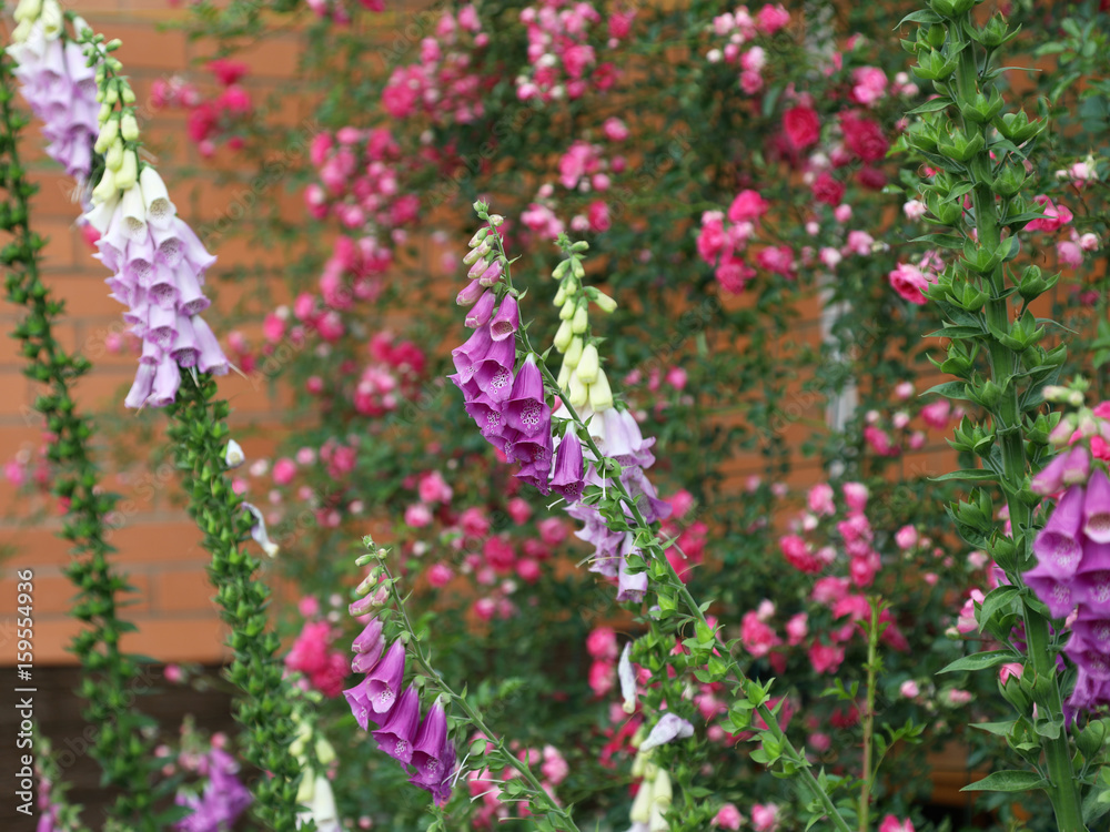 Obraz premium Lush flowering of pink, purple and white foxglove in the summer garden.