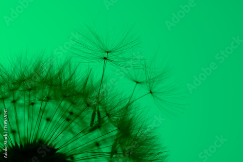 Silhouette of a dandelion on green background