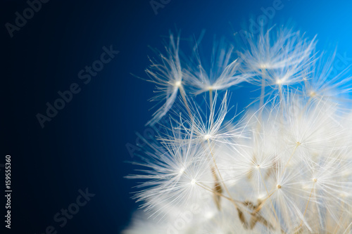 Dandelion seeds fly away