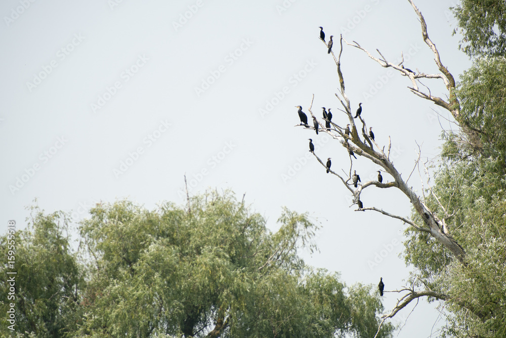 Birds resting in a tree in Danube Delta area, Romania, in a summer sunny day, clear blue sky Birds resting in a tree in Danube Delta area, Romania, in a summer sunny day, clear blue sky