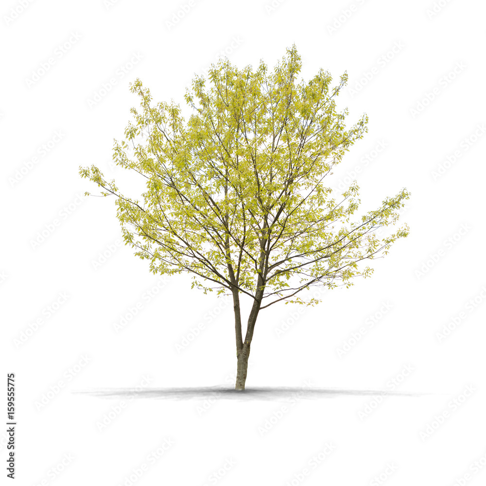 Obraz premium High definition Tree isolated on a white background