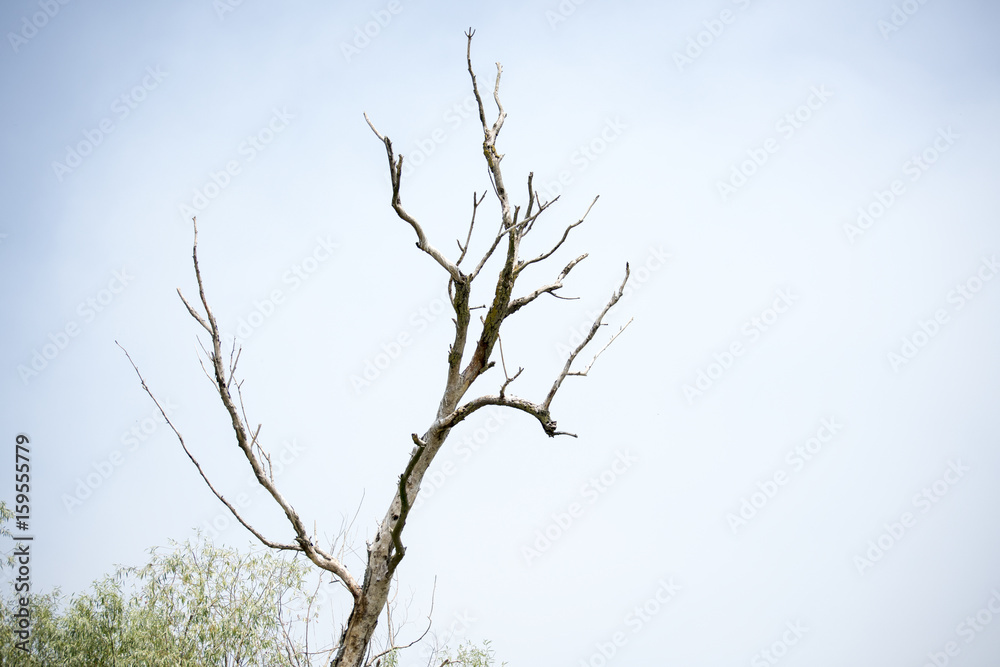 Birds resting in a tree in Danube Delta area, Romania, in a summer sunny day, clear blue sky Birds resting in a tree in Danube Delta area, Romania, in a summer sunny day, clear blue sky