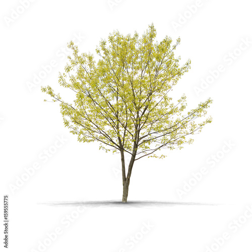 High definition Tree isolated on a white background © Production Perig