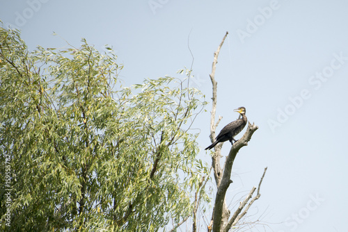 Birds resting in a tree in Danube Delta area, Romania, in a summer sunny day, clear blue sky