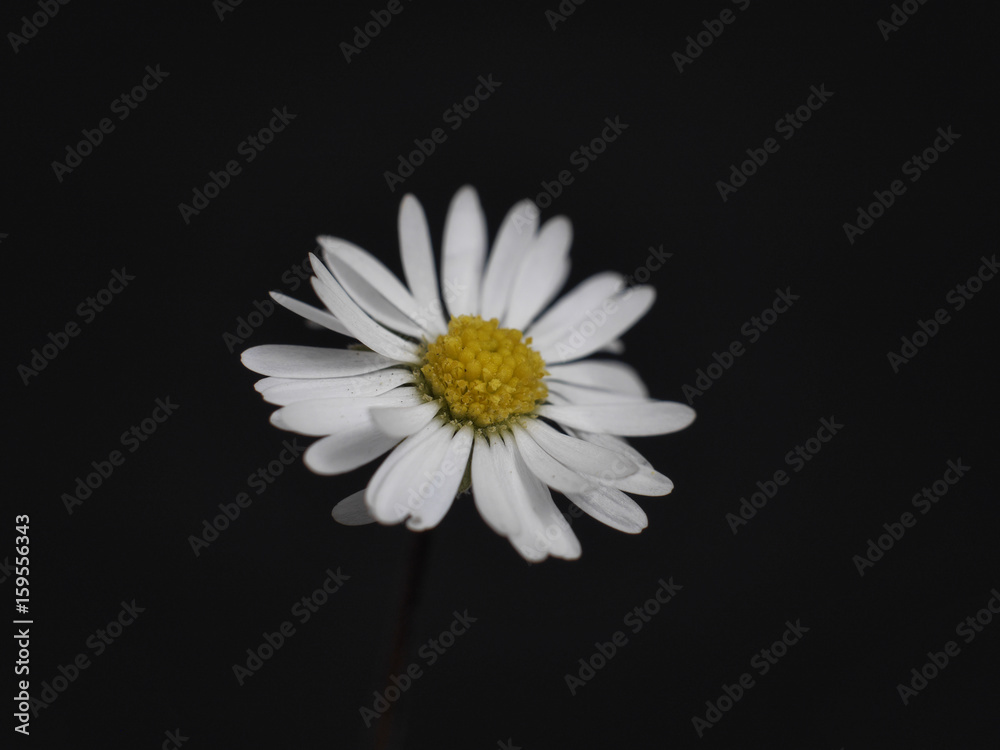 Obraz premium flower with white petals