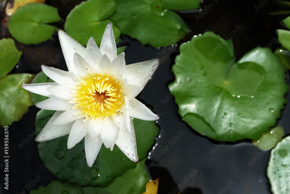 Beautiful Lotus in Pool. (Low Key Style) Beautiful Lotus in Pool. (Low Key Style)