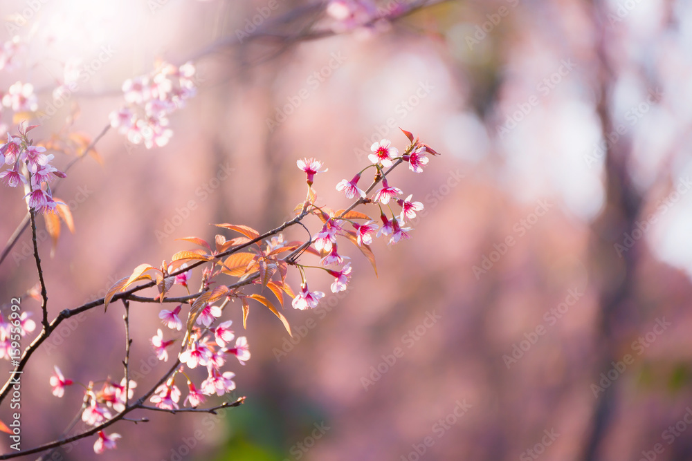Soft focus Cherry Blossom or Sakura flower on nature blur background Soft focus Cherry Blossom or Sakura flower on nature blur background