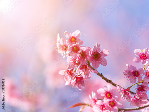 close-up cherry blossom with Blue Sky Background Thai Sakura Blooming During Winter in Thailand