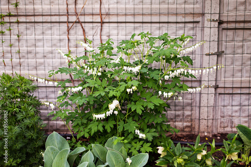 Bleeding Heart flower Dicentra spectabilis alba in the garden. Selective focus. photo