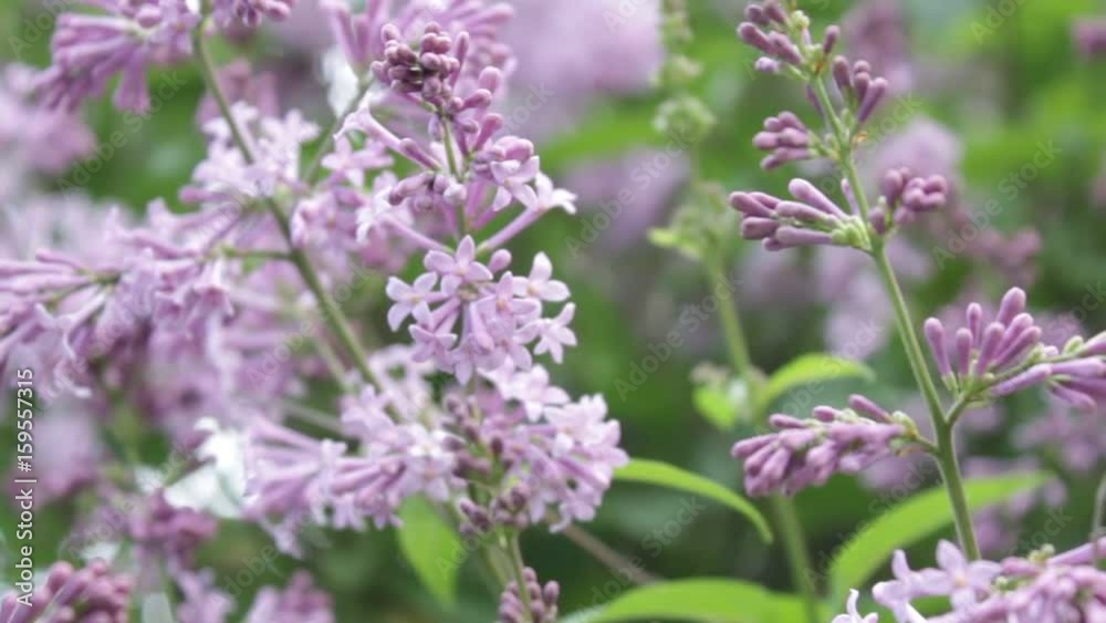 A lilac bush in the summer, windy day. A lilac bush in the summer, windy day.
